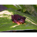 Melanistic Red eye Tree Frog