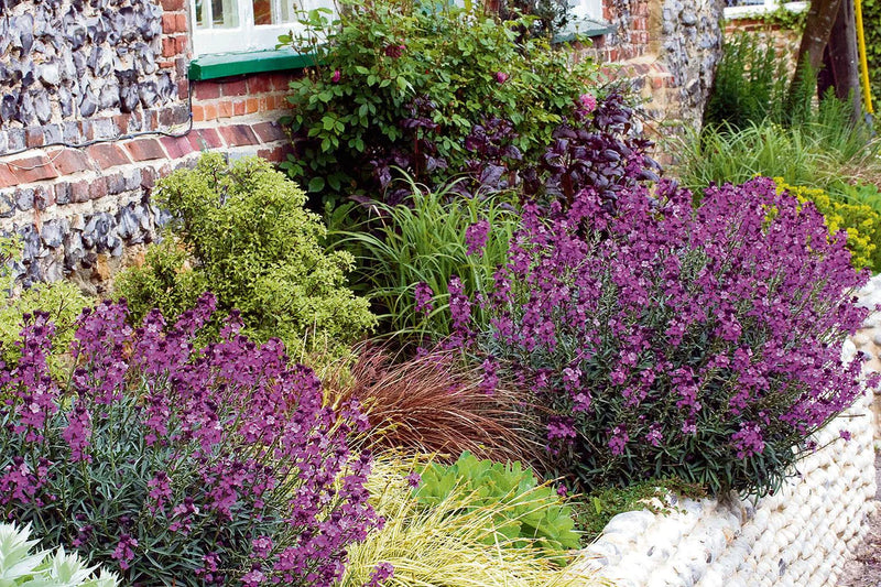 Erysimum Bowles Mauve | Wallflower 'Bowles's Mauve' 2 Litre