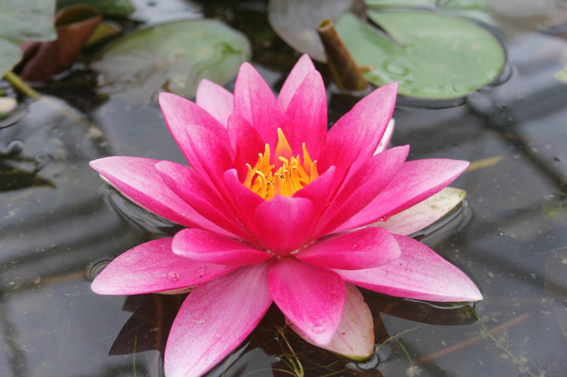 Nymphaea 'Attraction' Water Lily