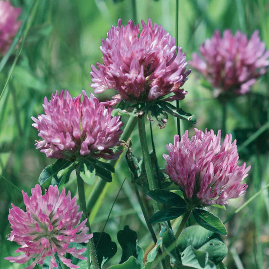 Natures Haven - Red Clover