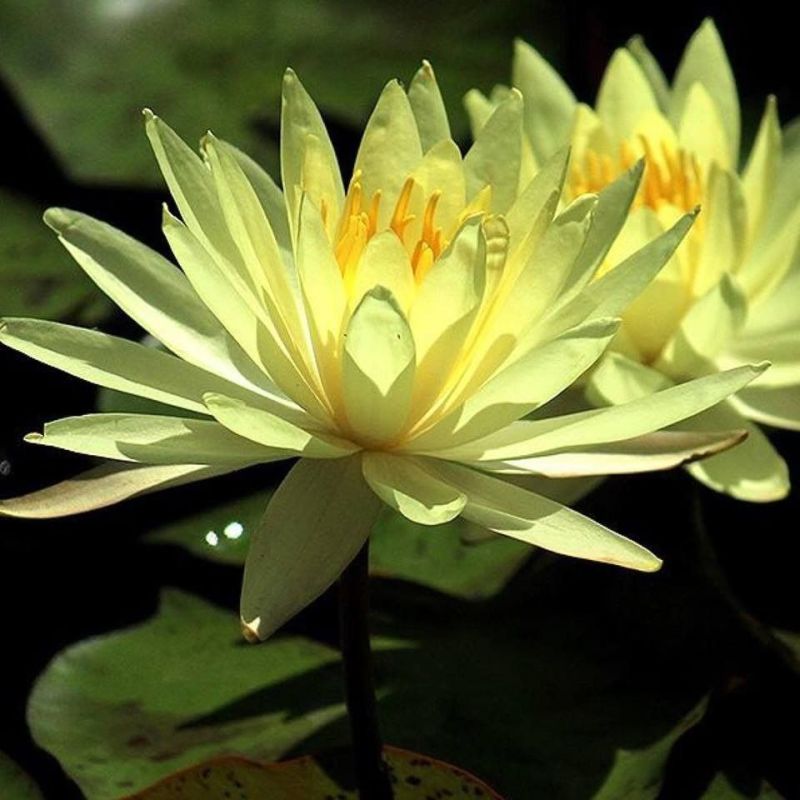 Nymphaea Sulphurea Water Lily P11