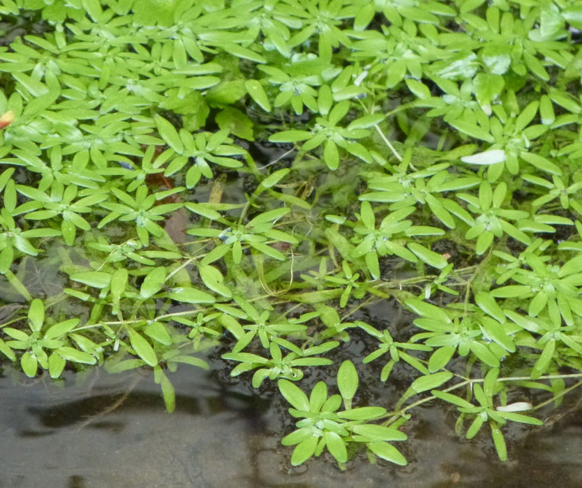 Callitriche Palustris | Water Starwort - Oxygenating Aquatic Plant