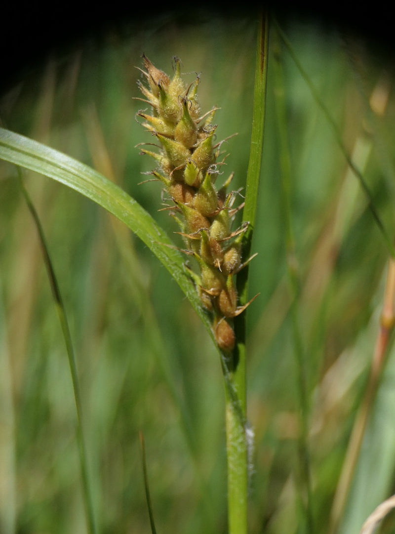 Carex hirta | Hairy Wood Sedge P9