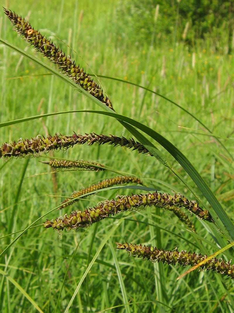 Carex acuta | slender tufted-sedge P9