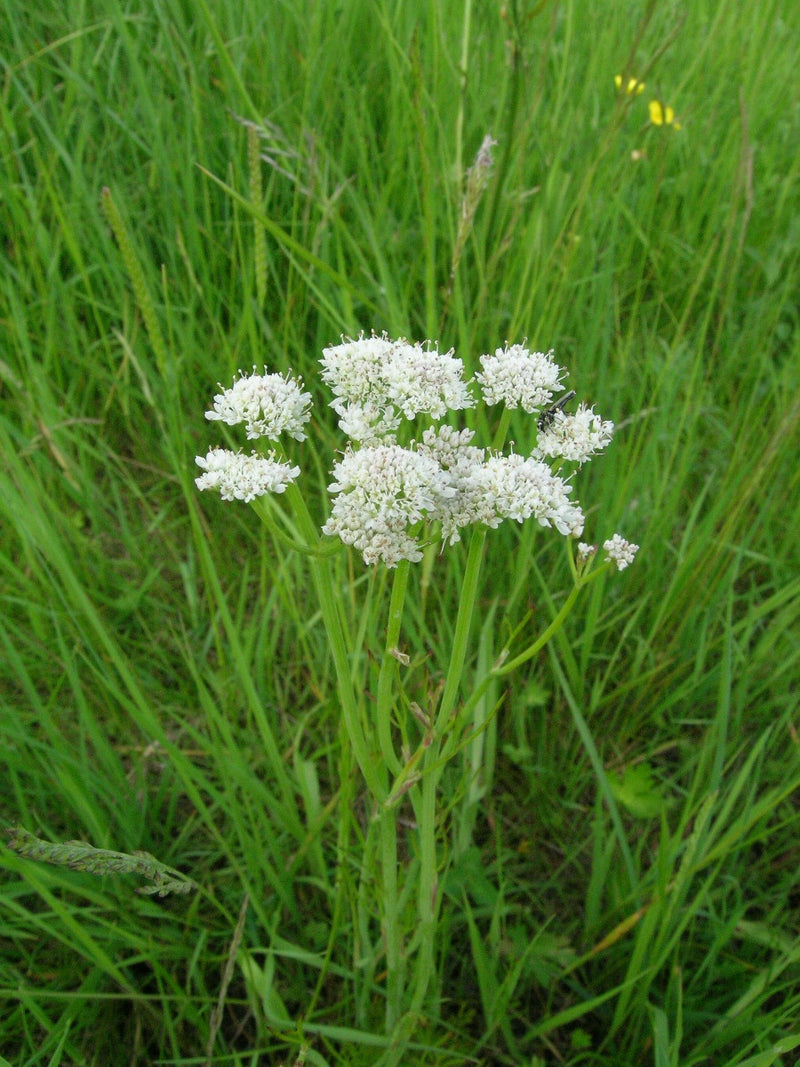 Oenanthe aquatica | water dropwort P9