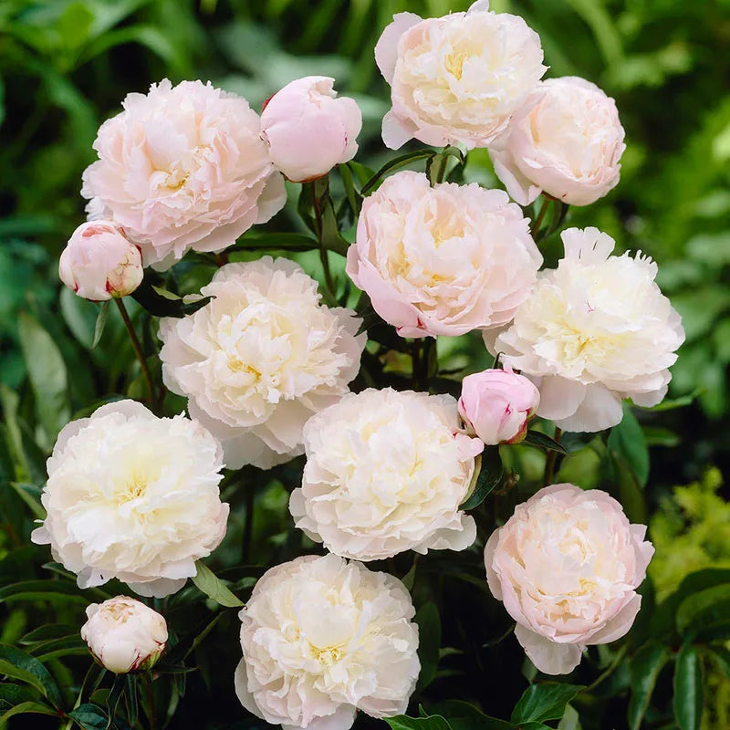 Paeonia 'Shirley Temple'