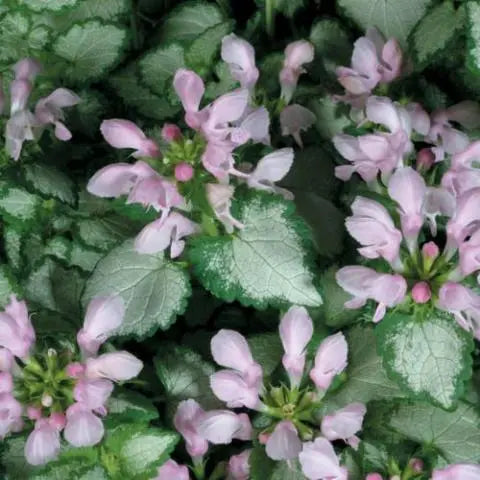 Lamium 'Pink Chablis'