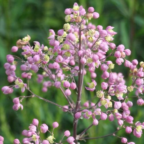 Thalictrum 'Elin'