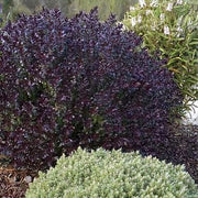 Hebe 'Black Beauty'