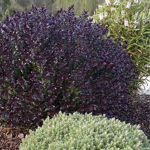 Hebe 'Black Beauty'