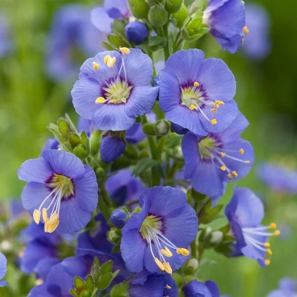 Polemonium caeruleum 'Bambino Blue'