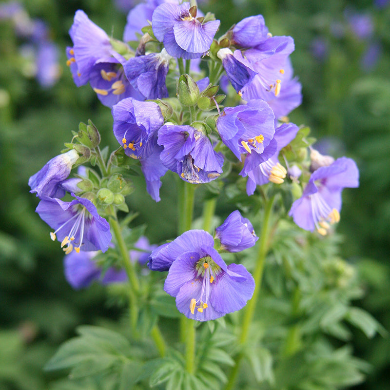 Polemonium caeruleum 'Bambino Blue'