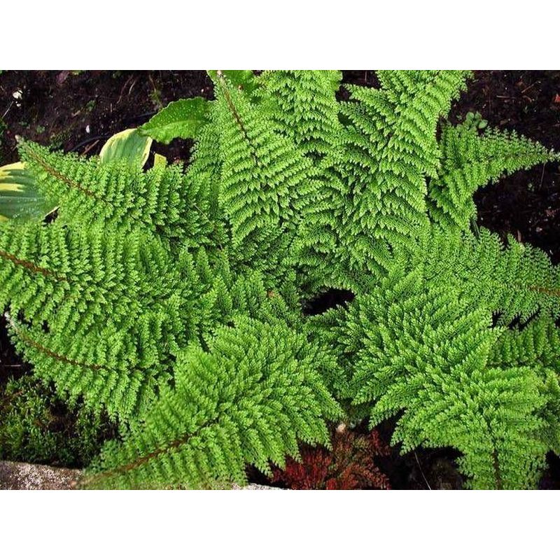 Polystichum set. 'Plum.-Densum - Soft Shield Fern