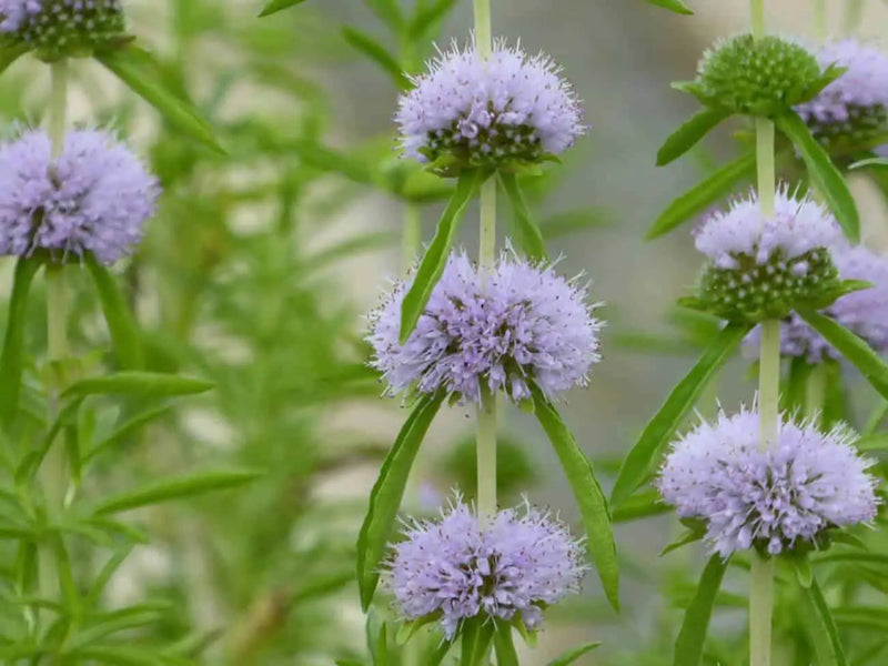 Preslia cervina 'Alba' | White Water Spearmint P9