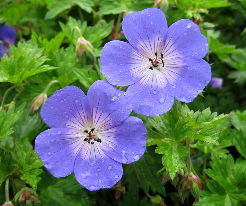 Geranium Rozanne