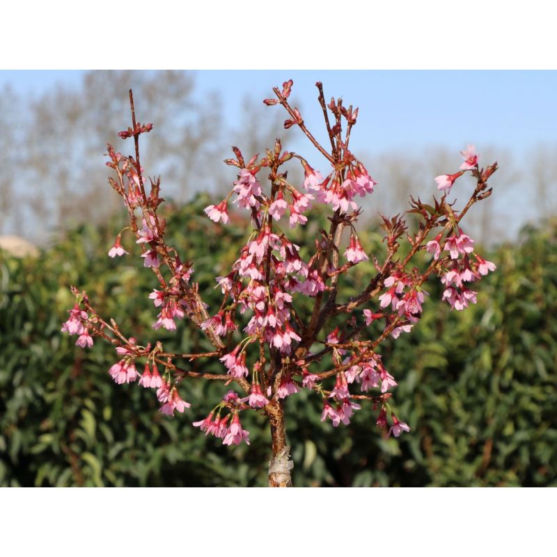 Prunus incisa 'Paean' - Dwarf Cherry Tree 40-50cm 2 Litre