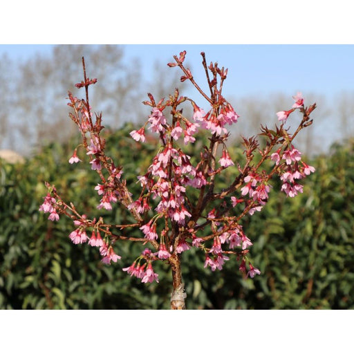 Prunus incisa 'Paean' - Dwarf Cherry Tree 40-50cm 2 Litre