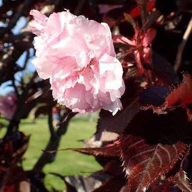 Prunus serrulata 'Royal Burgundy'