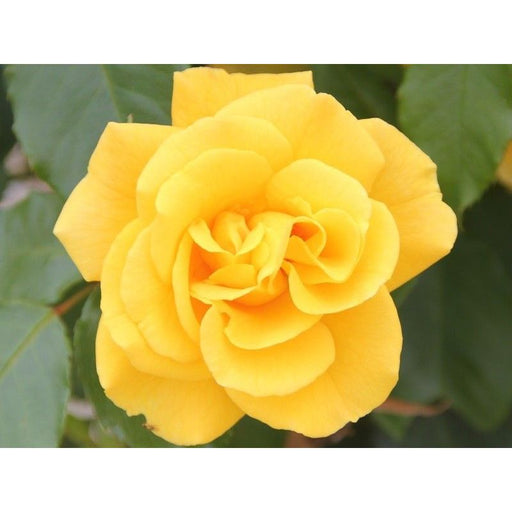 Precious Gold Floribunda Rose 3 Litre
