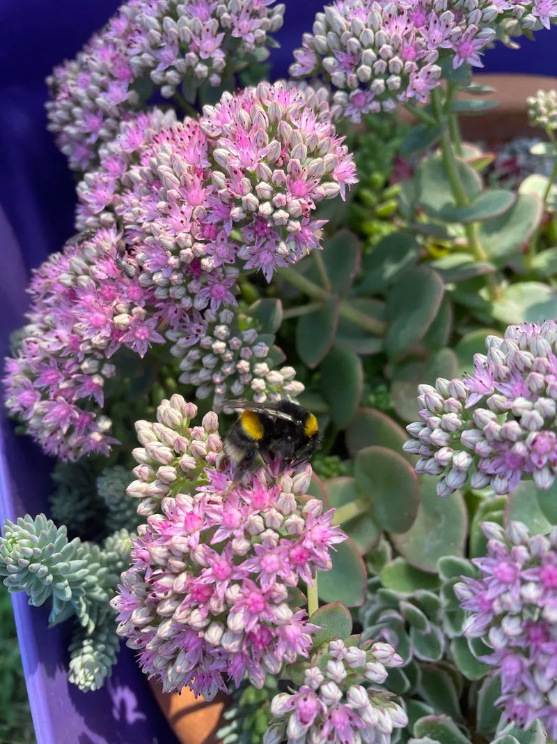 Sedum 'Coca Cola' in 9cm Pot