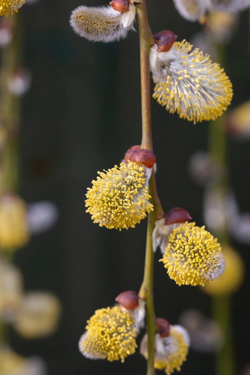 Salix caprea Pendula  - Dwarf Weeping Kilmarnock Willow