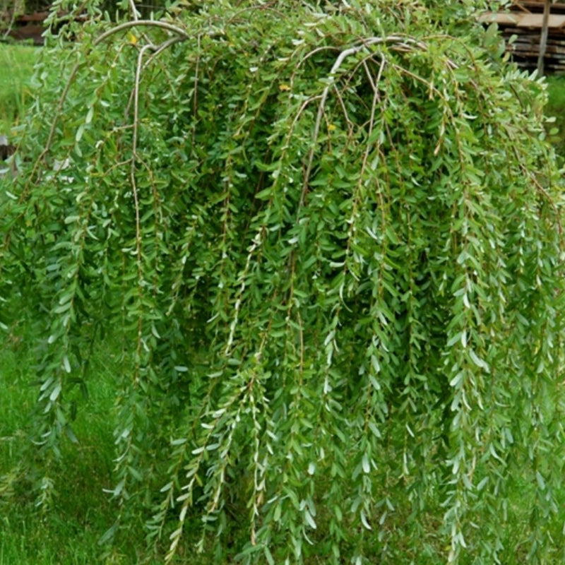 Salix caprea Pendula  - Dwarf Weeping Kilmarnock Willow