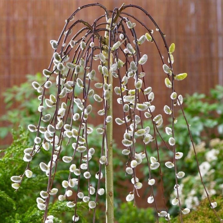 Salix caprea Pendula  - Dwarf Weeping Kilmarnock Willow