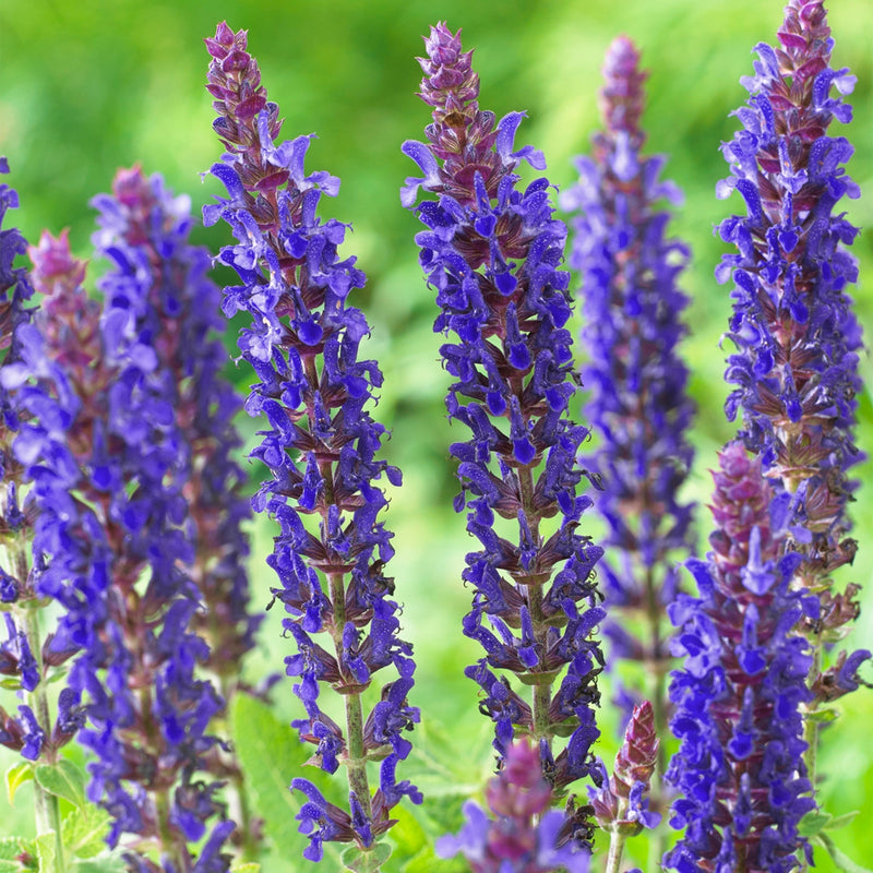 Salvia nemorosa 'East Friesland'