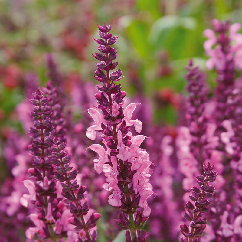Salvia Sensation Pink