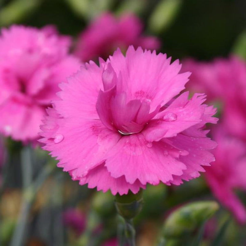 Dianthus Tickled Pink