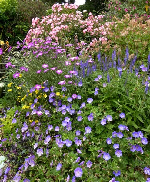 Geranium Rozanne