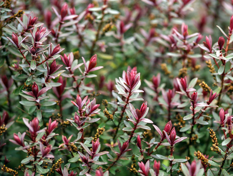 Hebe 'Sweet Dreams' 2 Litre