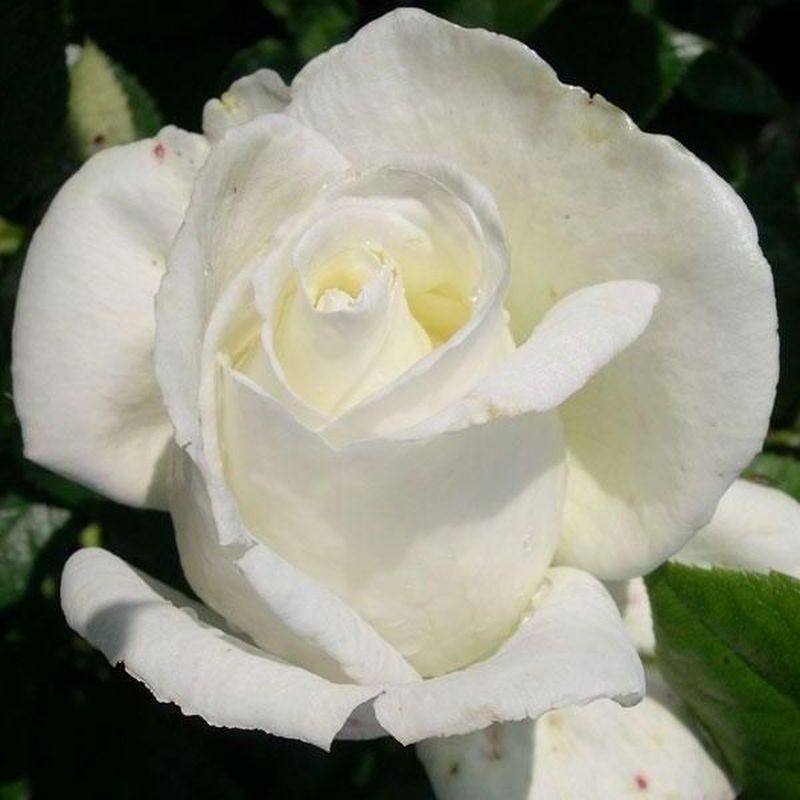 Silver Anniversary Hybrid Tea Rose - 3.5 Litre