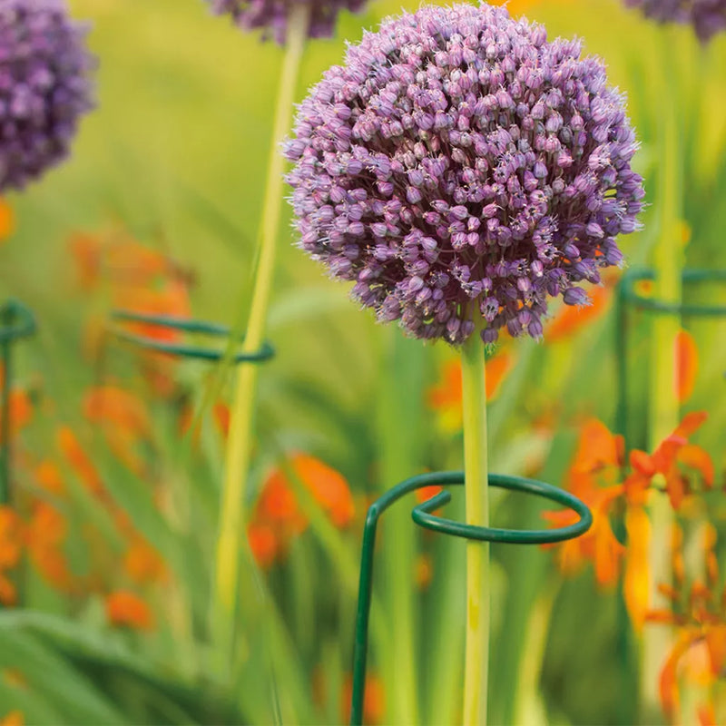 Grow It Single Stem Plant Support 60cm 24"
