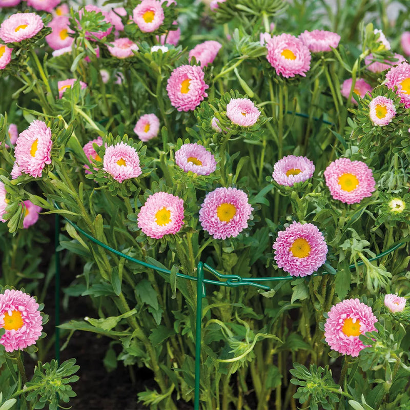 Grow It Single Plant Support Ring 61 x 40cm