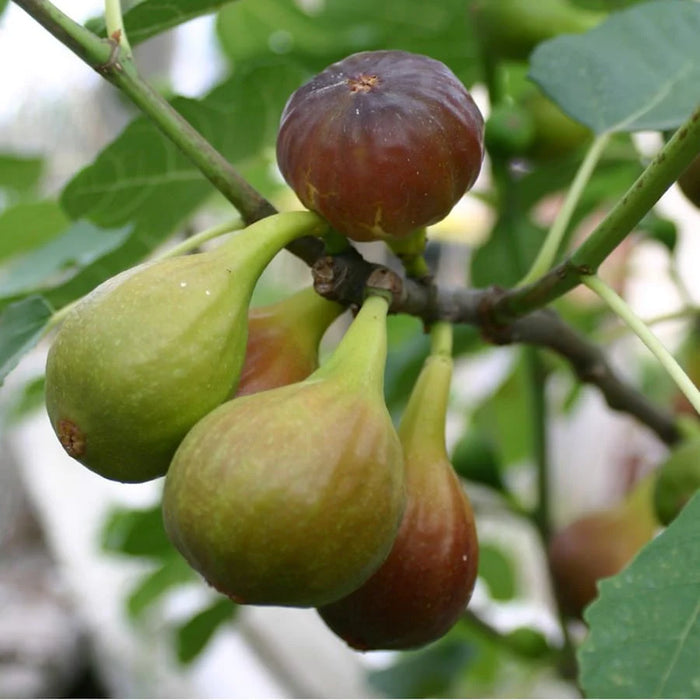 Ficus carica 'Precoce de Dalmatie' | Precoce de Dalmatie Fig