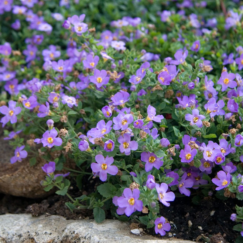 Bacopa Blue 10cm
