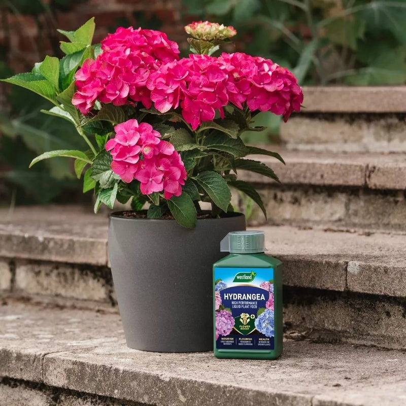 hydrangea plant fertilizer Westland Hydrangea Specialist Liquid Plant Food 1L — Newlands Garden Centre