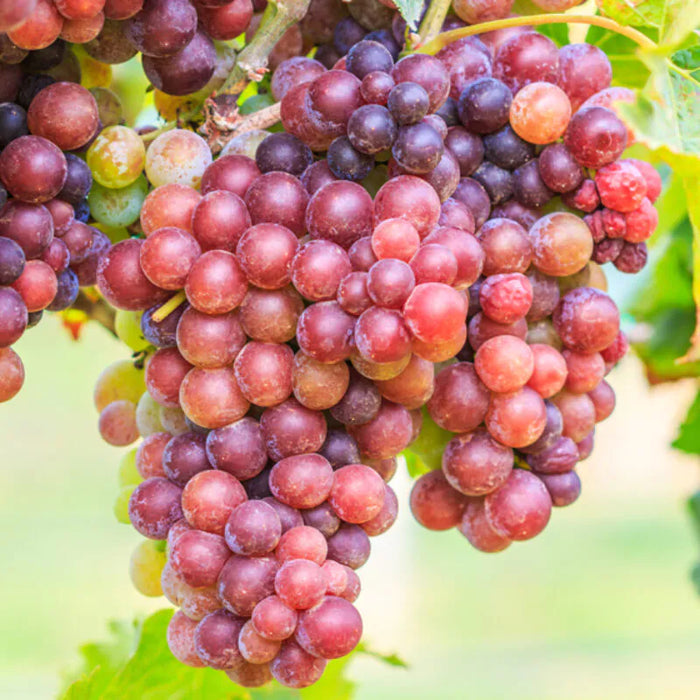 Vitis 'Summer Sweet' | Grape 'Summer Sweet'