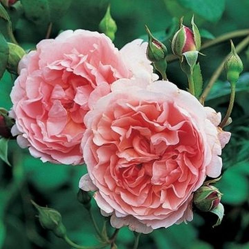 Strawberry Hill David Austin Fragrant Climbing Rose 6 Litre