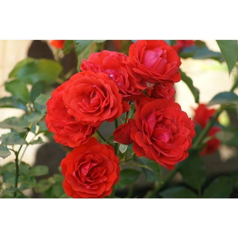 Trumpeter Floribunda Rose -3.5 Litre