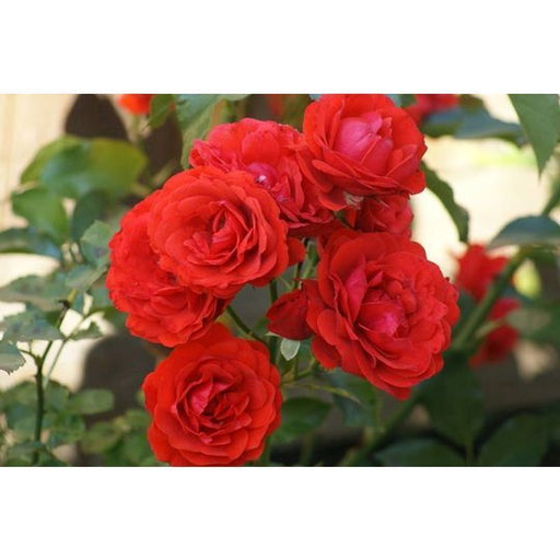 Trumpeter Floribunda Rose -3.5 Litre