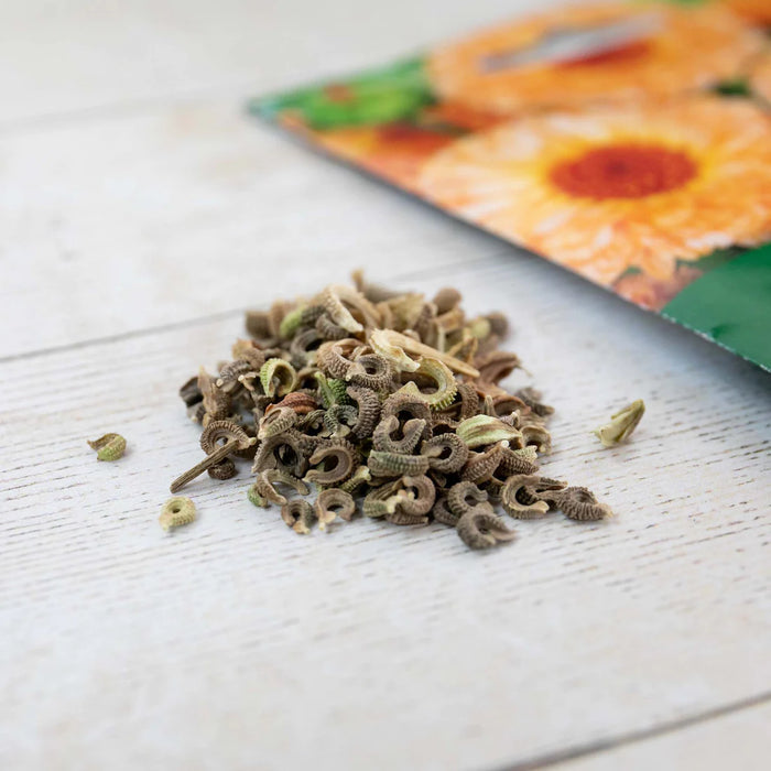 Calendula Needles And Pins