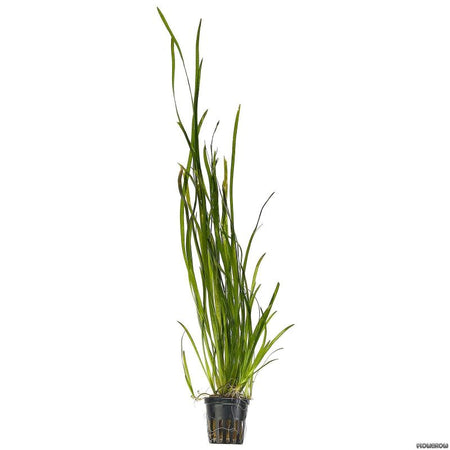 Vallisneria Spiralis Tiger