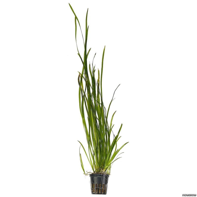 Vallisneria Spiralis Tiger