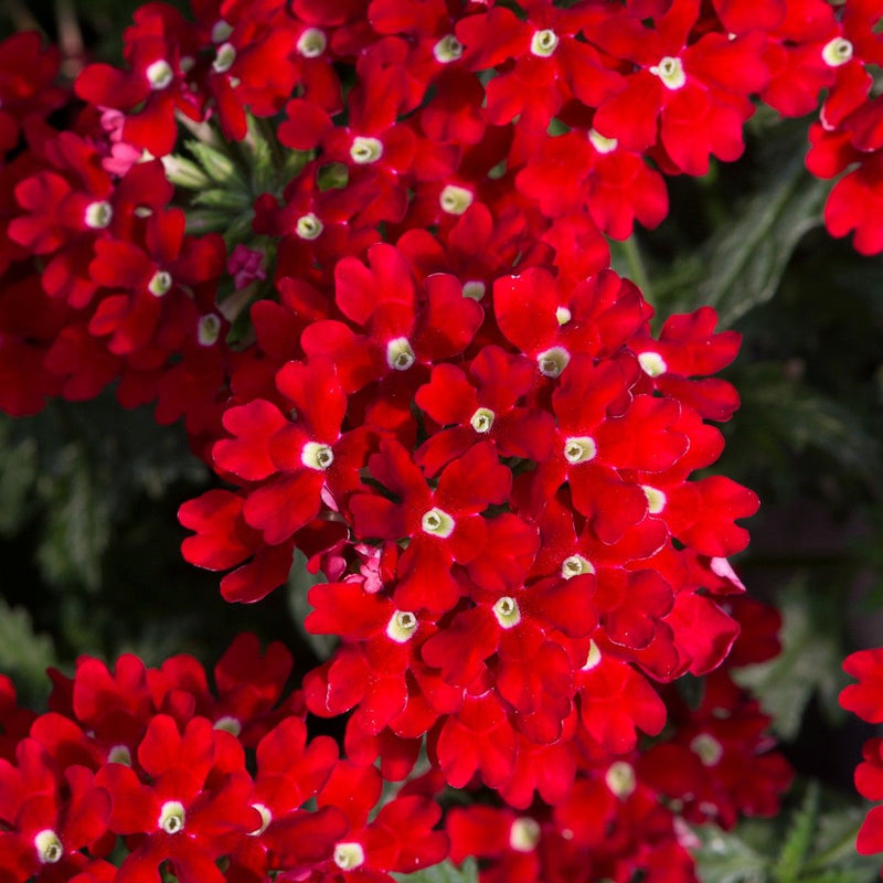 Verbena Deep Red 10cm