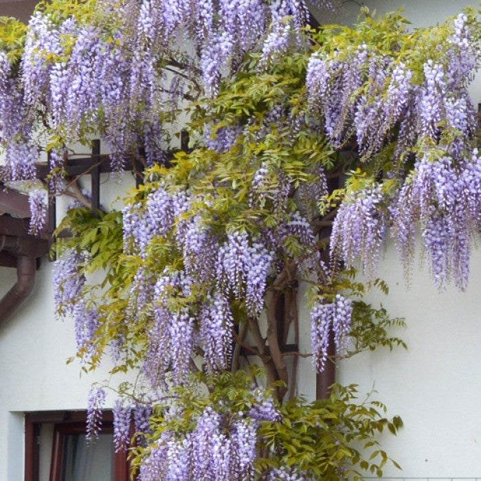 Wisteria sinensis 'Prolific' (2 Litre)
