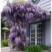 Wisteria sinensis 'Proflic'