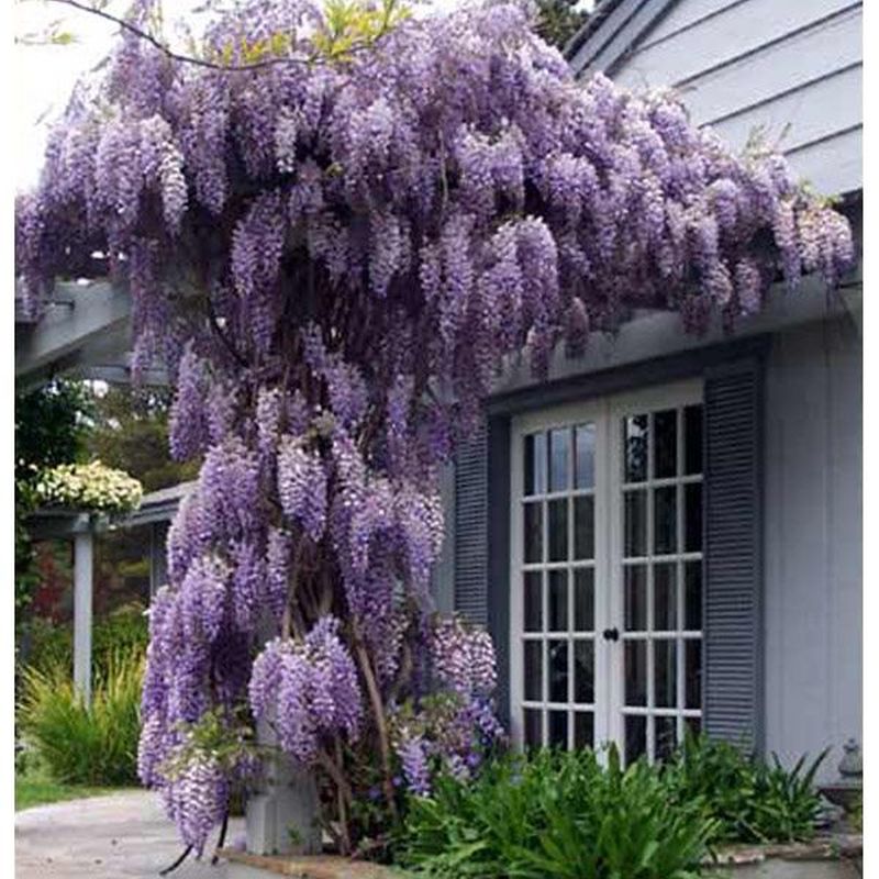 Wisteria sinensis 'Proflic'