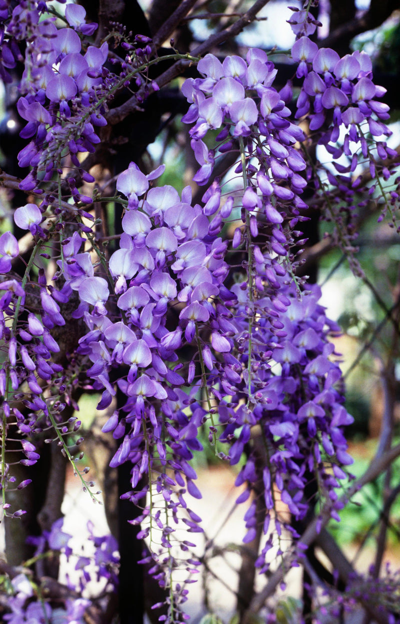 Wisteria sinensis 'Prolific' (2 Litre)
